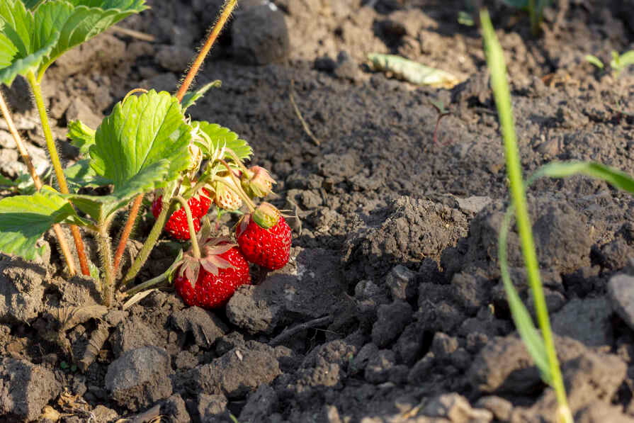 Reife rote Erdbeeren hängen tief über dem Boden und wachsen an einer kleinen Erdbeerpflanze in lockerer, trockener Gartenerde